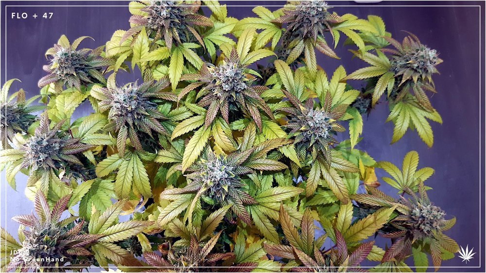 577820535_FLO47(20).jpg.2006c361ed32064fcd4c6a625e005883.thumb.jpg.4b6fe64f24160e3ceb648cda8022c756.jpg