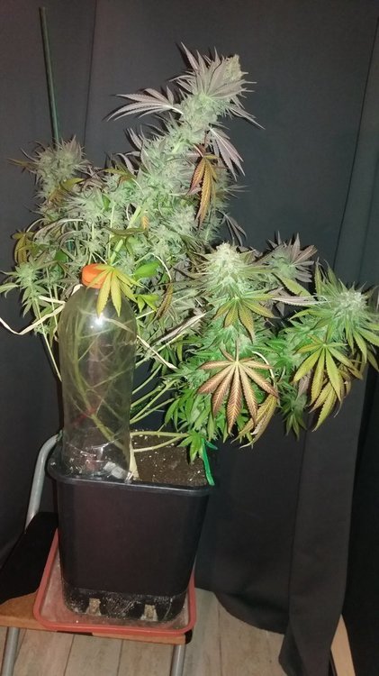 DurbanPoison.thumb.jpg.5132e5b7b5f6c92bf45a04345a13b5a4.jpg
