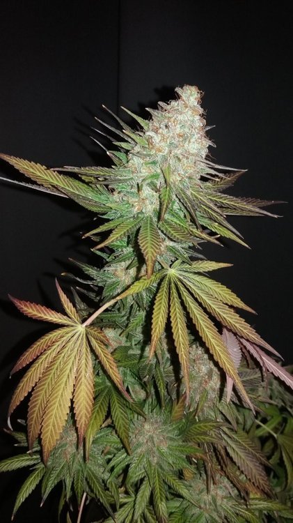 DurbanPoison2.thumb.jpg.5b8fbe15d33dd03b732dfcc01efc64b6.jpg