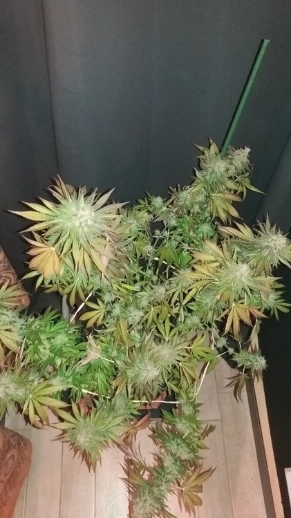 DurbanPoison3.thumb.jpg.a076c8984111682861065a827f8a0528.jpg
