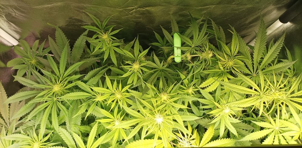 IMG_20211123_234340.jpg