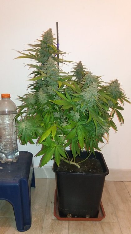 purplepunch1.thumb.jpg.f02067288adcbc720013ef80402091af.jpg