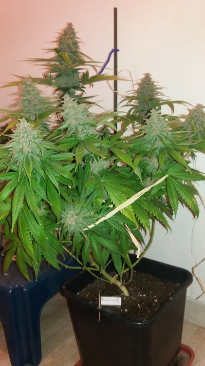 purplepunch2.thumb.jpg.d3c7e89dfc3f57edc72323715a387e0e.jpg