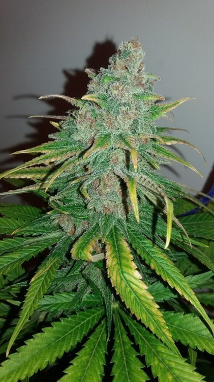 purplepunch3.thumb.jpg.1db851ea5d8b1f2de9b59a4ca56c7e85.jpg