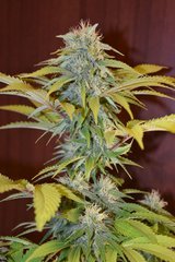 PzRz#9-a.JPG