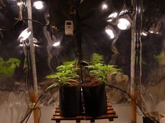 j+20