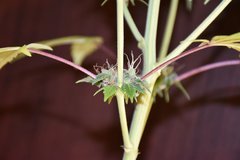 PzRz#10-b.JPG