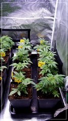 CRO+25 CROSS MAISON (BY SCROG).JPG