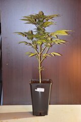 PzRz#10-a.JPG