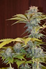 PzRz#6-a.JPG
