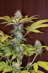 PzRz#10-c.JPG