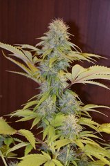 PzRz#8-c.JPG
