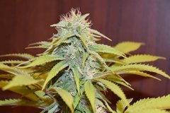 PzRz#9-b.JPG