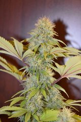 PzRz#8-b.JPG