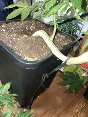 3CC63243-9F64-4398-B245-FE01789A8BD6.jpeg