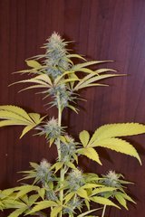 PzRz#4-b.JPG