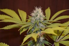 PzRz#10-b.JPG