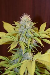 PzRz#8-b.JPG