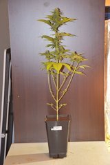 PzRz#4-a.JPG