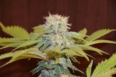 PzRz#6-c.JPG