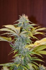 PzRz#9-c.JPG