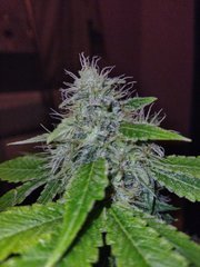 IMG_20211117_043940.jpg