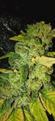 IMG_20211117_071041.jpg