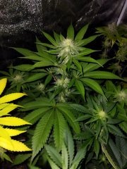 IMG_20211117_071120.jpg