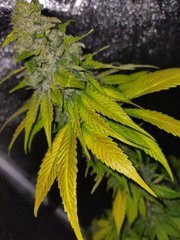 IMG_20211117_071139.jpg