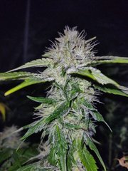 IMG_20211117_071449-1.jpg