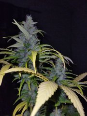 IMG_20211129_215032.jpg
