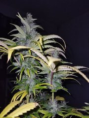 IMG_20211129_215037.jpg