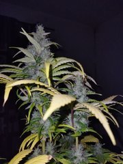 IMG_20211129_215039.jpg