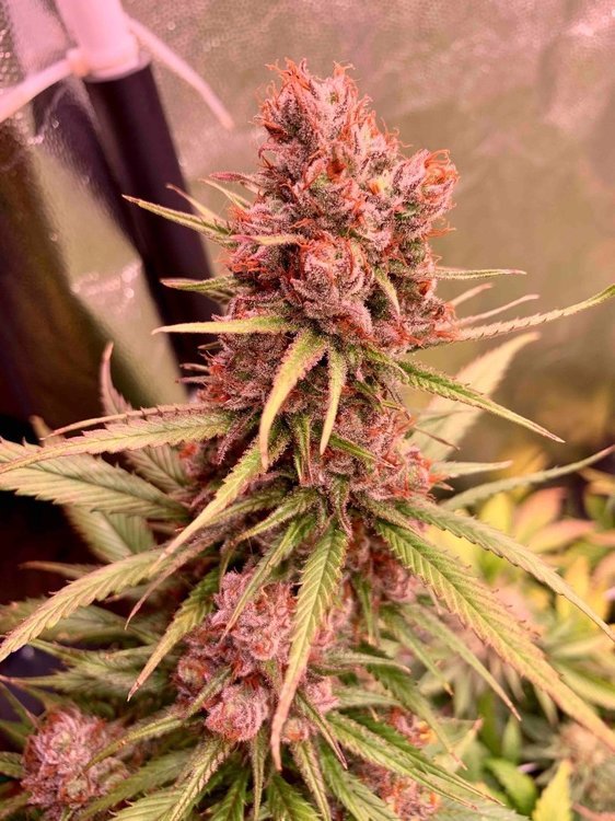 PF Buds2.jpg