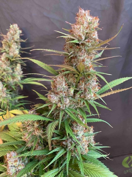 PF Buds4.jpg