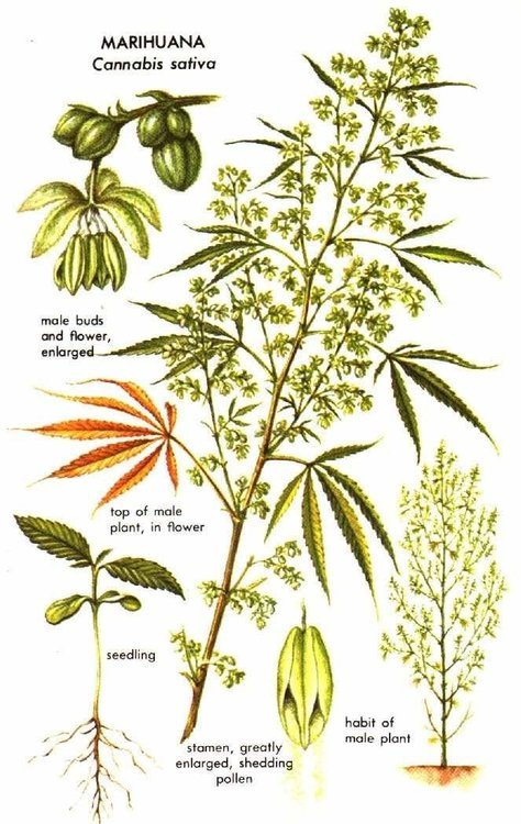 1614807423_HempMaleCannabisPlant.thumb.jpeg.02a85e8e64fd702ba1de14924ebba249.jpeg