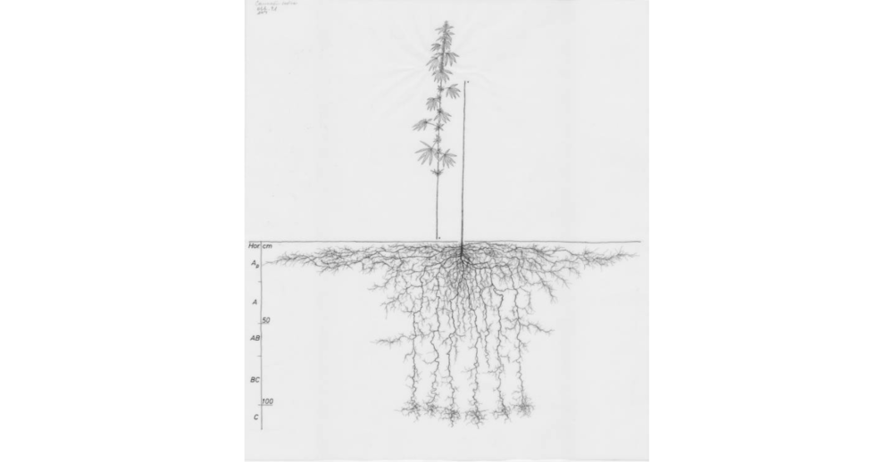 1850480292_csativa.thumb.png.8e56980c2976546b300fd51579b424d3.png
