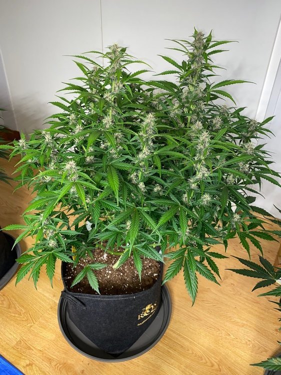 Plante 5 J57.JPG