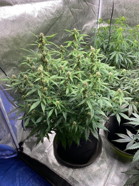 Plante 5 J50.JPG