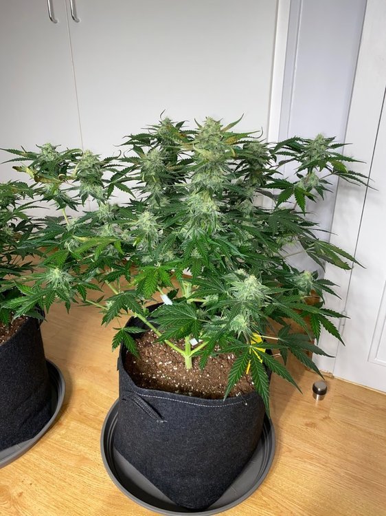 Plante 3 J57.JPG