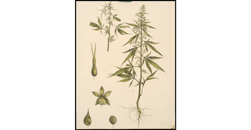 453197947_cannsativa.thumb.png.694ff9d5f265119723acb749accc6fc4.png