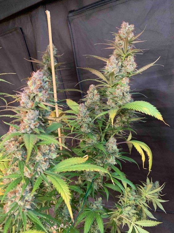 PF Buds3.jpg