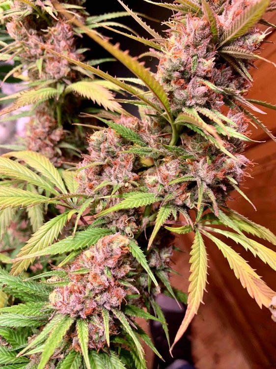 PF Buds1.jpg