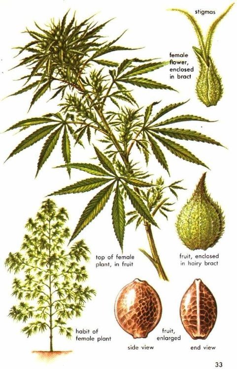 953156445_CannabisMarijuanaFemalePlant.thumb.jpeg.c6f55eef943c352a70ee585312377625.jpeg