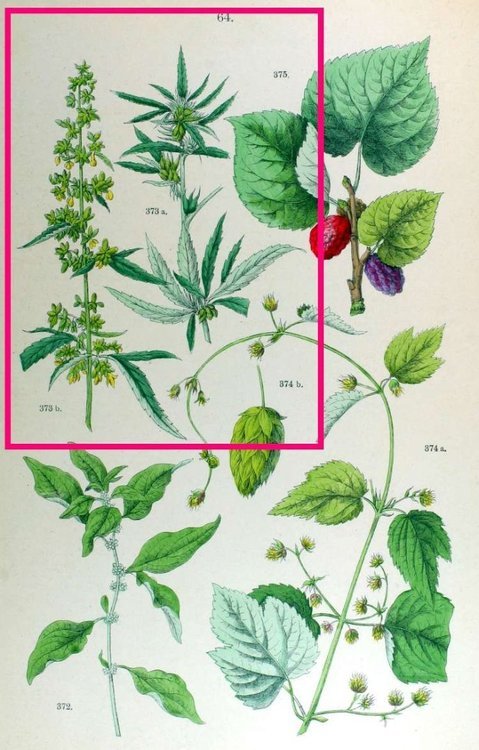 Cannabis-sativa-102.thumb.jpeg.9047e32d93cad3028061802811564256.jpeg