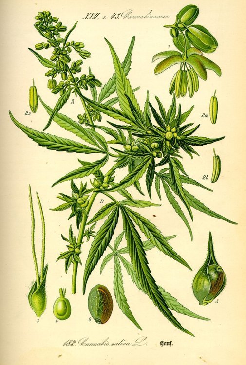 Illustration_Cannabis_sativa0.thumb.jpg.d1a0942733afbd6356c2cdaa4026d0de.jpg