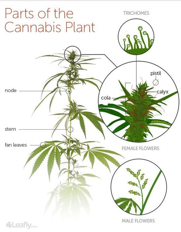 Ls6rSAiYRE6gmw1eLav2_cannabis-parts.thumb.jpeg.c7665e9221fd789e736469ca9e9755f3.jpeg