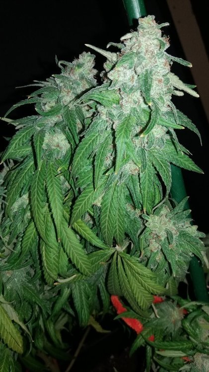 girlscoutcoockies3.thumb.jpg.30be9bf47647144ddc8c2742467bd1d6.jpg