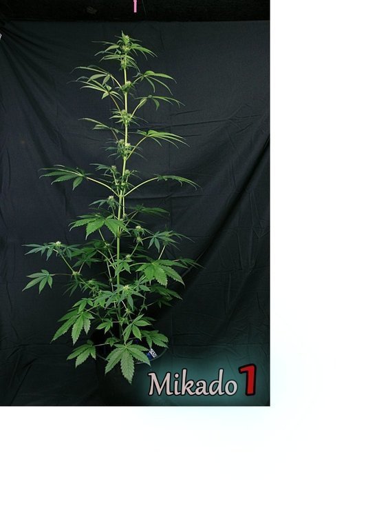 mikado9.jpg.2a7c5b96ac831d7e02aab6dde8b7bfc6.jpg