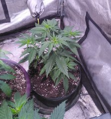 Aladdin Skunk C+32.jpg